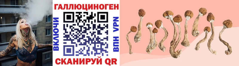 Псилоцибиновые грибы Psilocybe Сорочинск